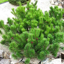 Сосна горная Мугус Pinus mugo Mugus